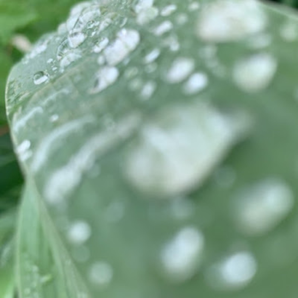 Meet your Posher, Kianna